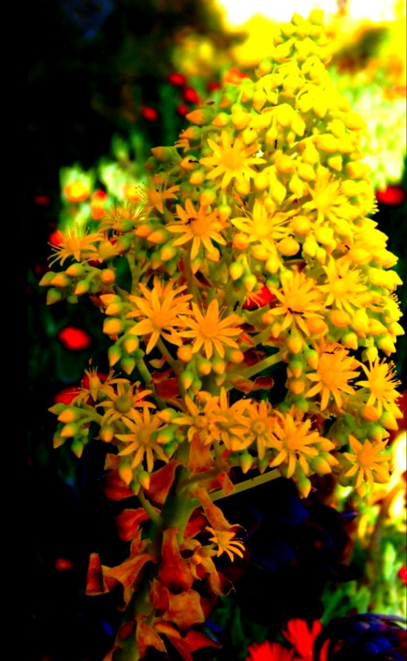Yellow succulent flowers