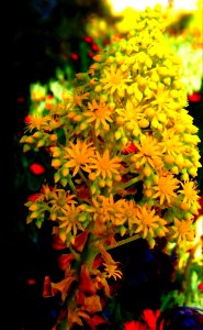 Yellow succulent flowers photo