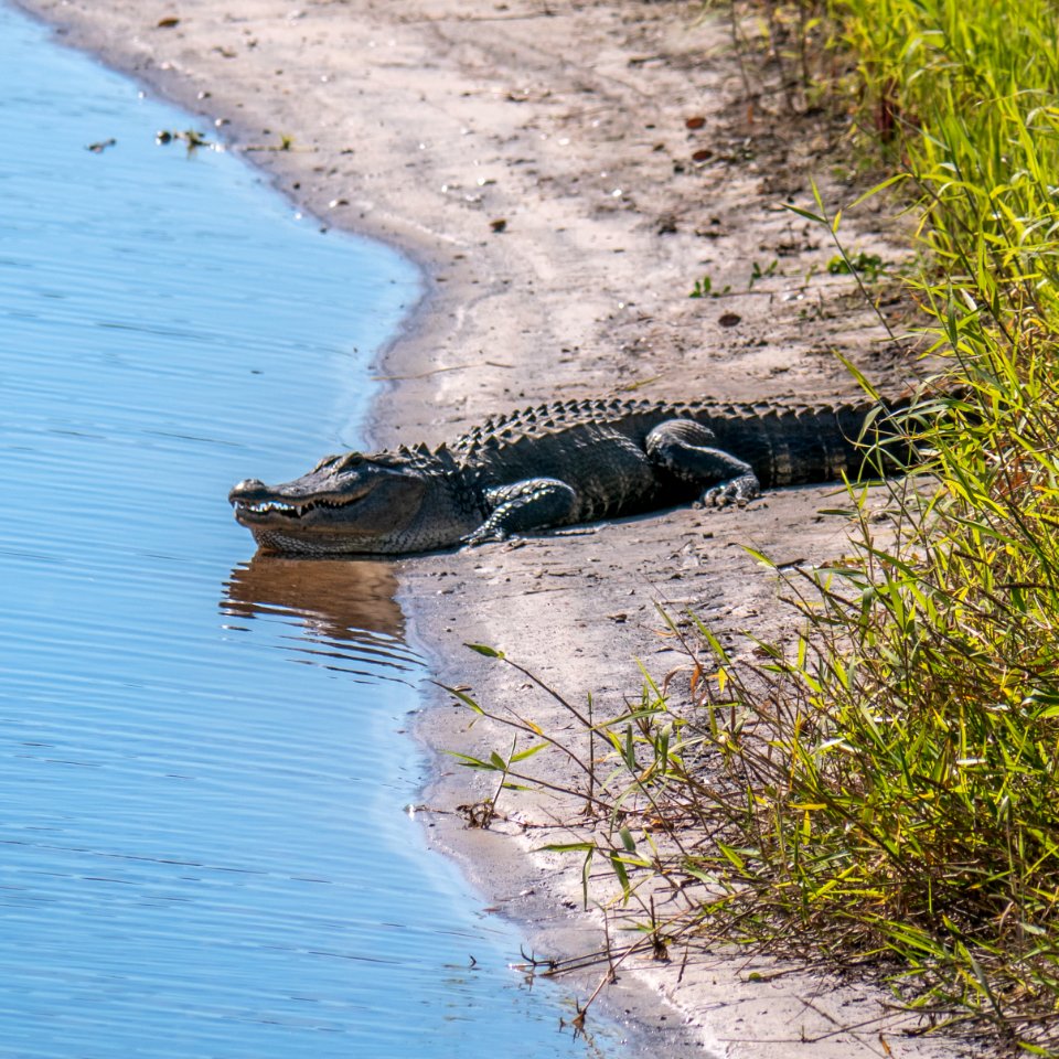 Alligator