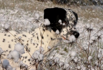 In the snow...