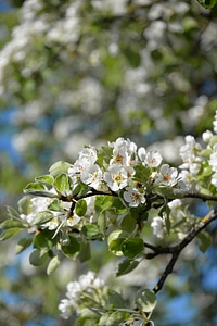 Flowers nature spring