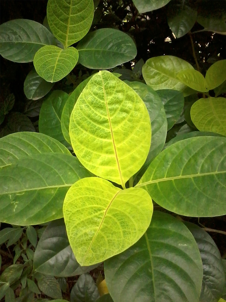 Natural botanical organic