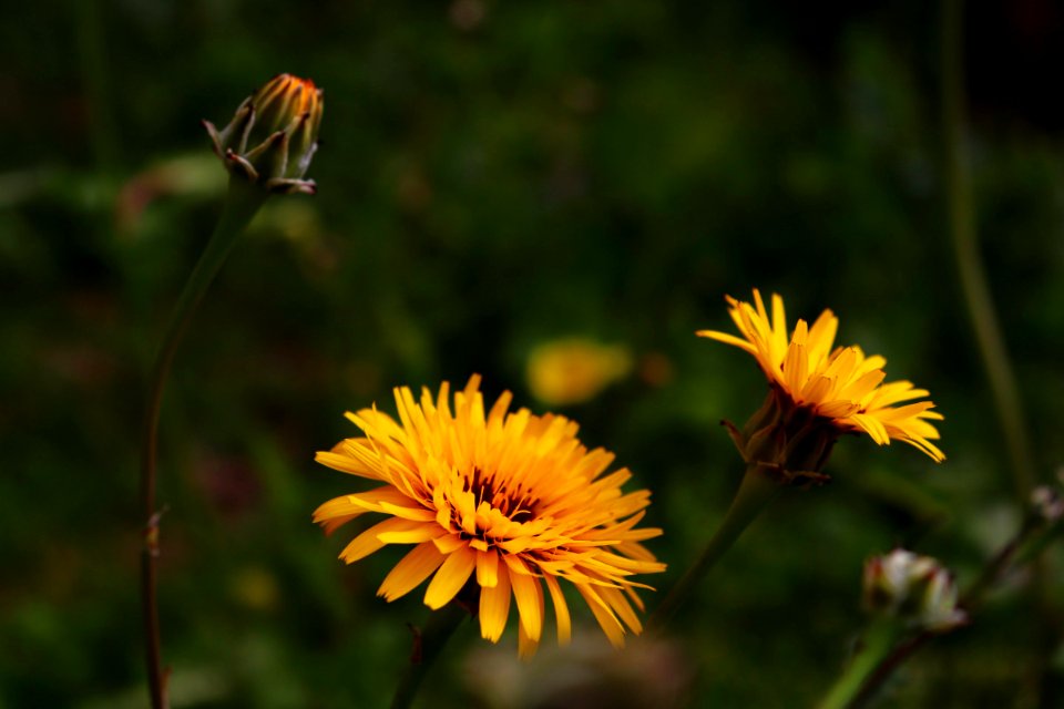 Yellow wild flowers photo