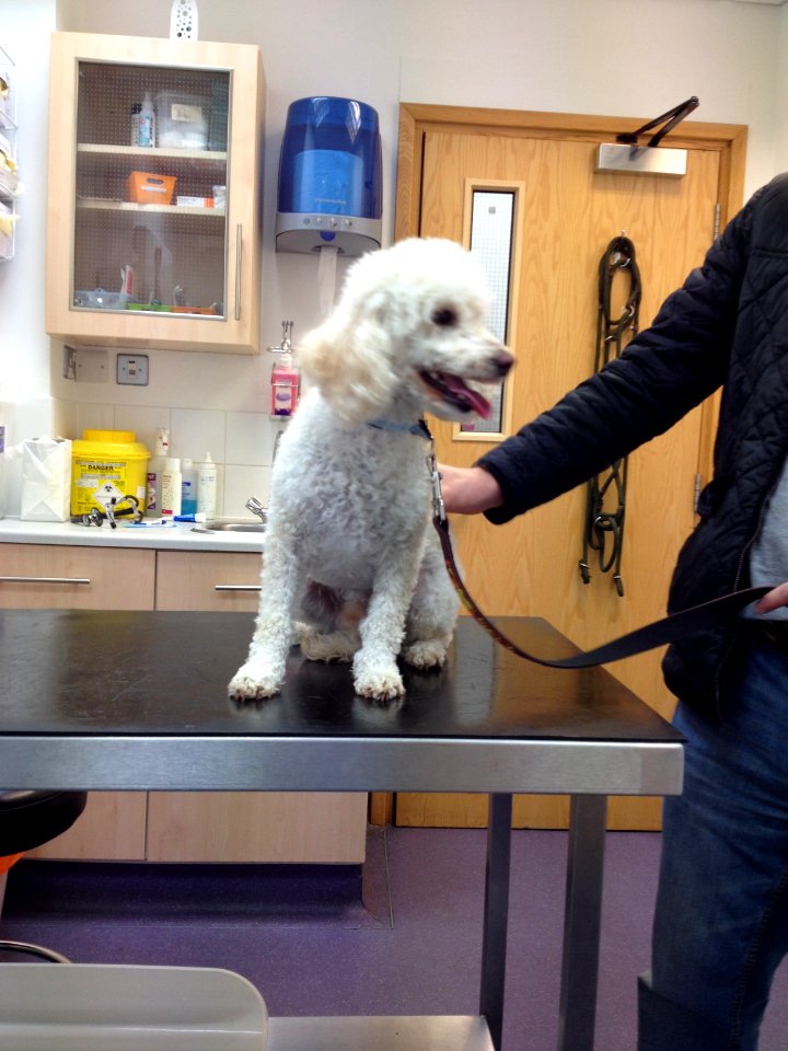 Dylan at his least favourite place - the vets!