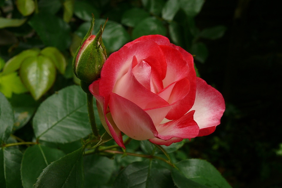 Cream hybrid tea floral