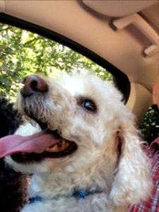 Dylan enjoying a car trip