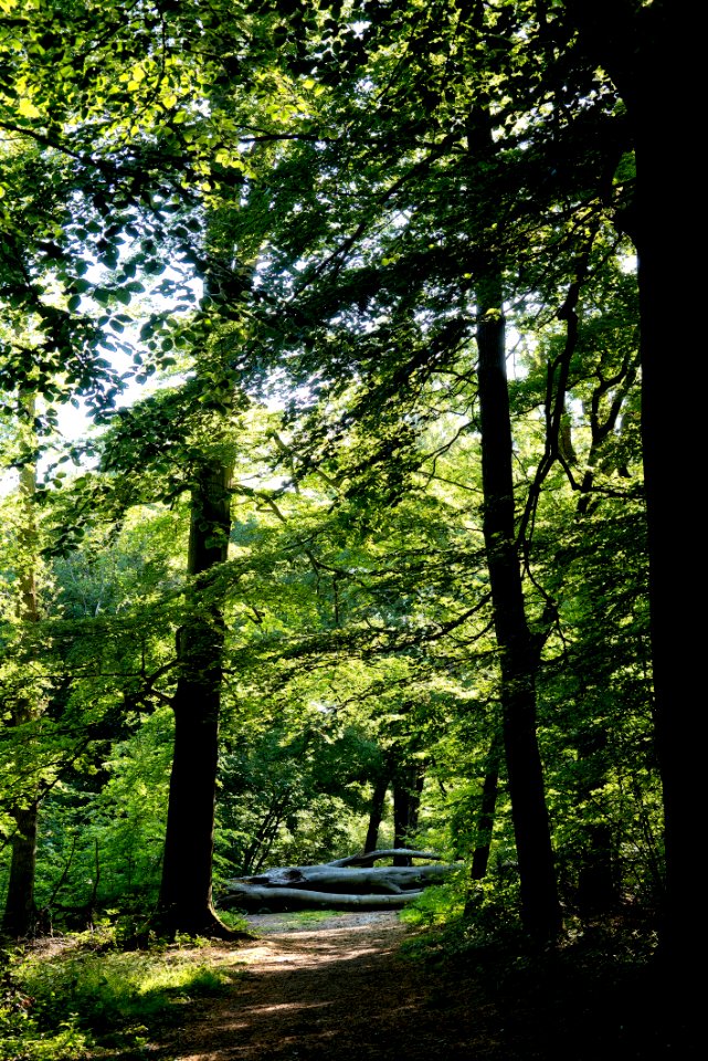 Tall trees