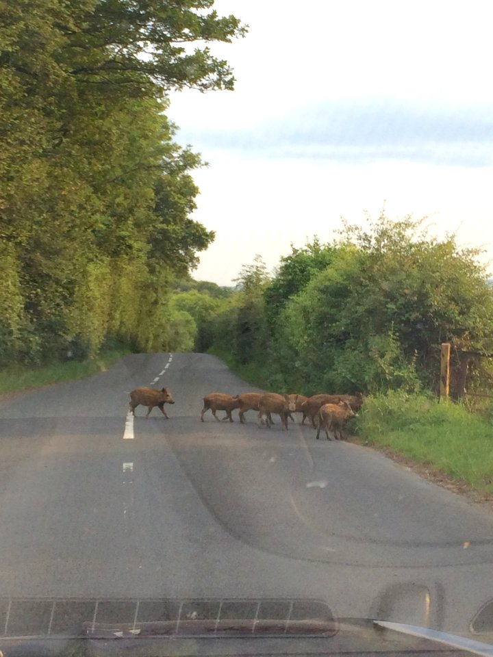 Forest of Dean Wild boar on the road