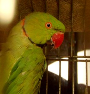 Indian ringneck parakeet photo