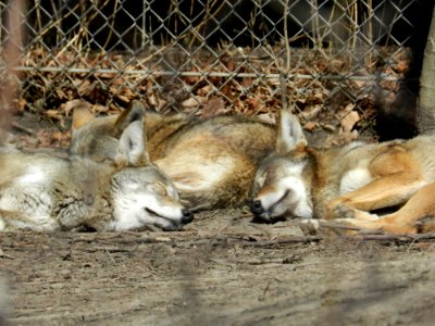 Lincoln Park Zoo