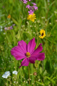 Nature flowers meadow photo