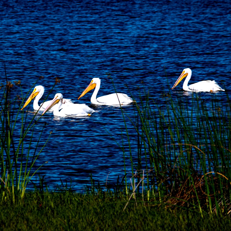 White Pelicans