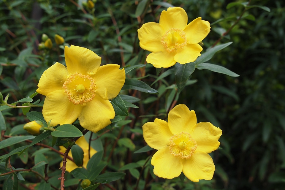 Flower herb medicinal