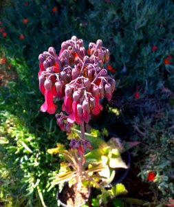 Campaniles Succulent flowers