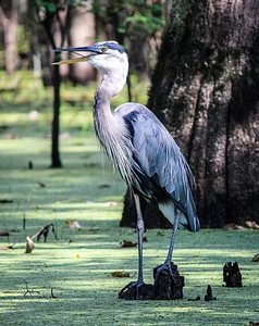 Bird water bird waterfowl