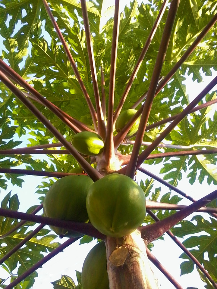 Food ripe healthy
