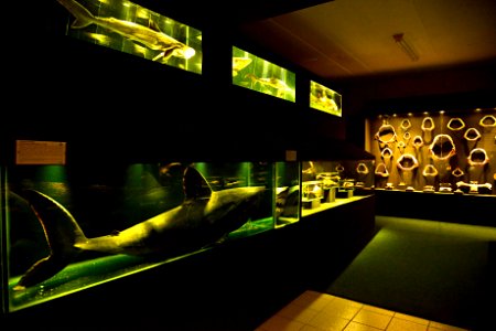 RenatoSoares MuseuOceanográficUnivali BarneárioPiçarras SC
