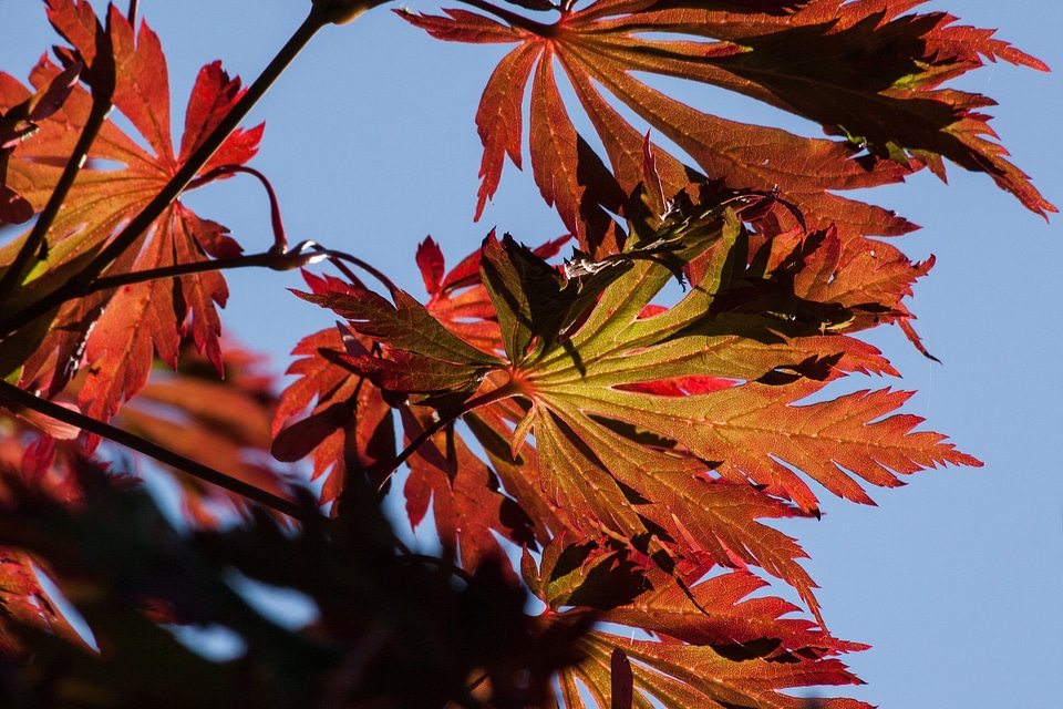 Japanese maple yellow red