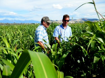 Cover Crops RO 29-XL