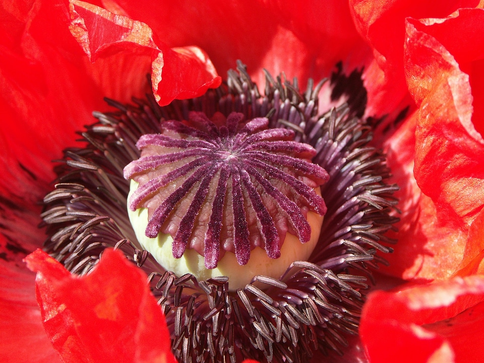 Red flowers macro