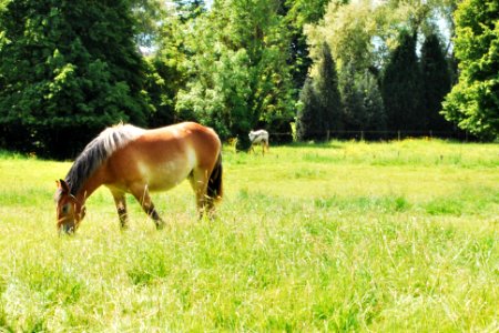 Where horses may safely graze