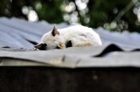 Cat on a hot tin roof photo