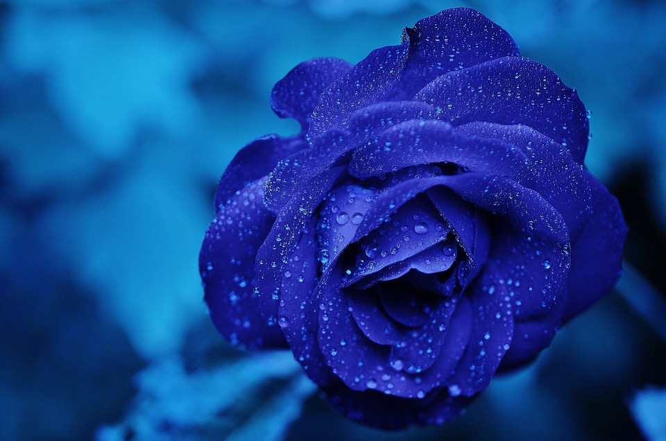 Bloom romance floral