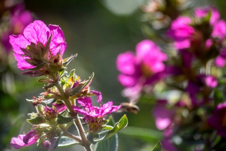 Augusto Miranda Fauna Flora Formosa GO