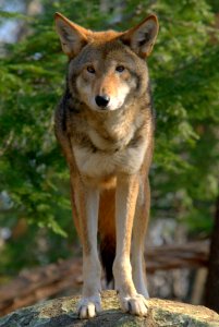Red wolf (Canis rufus)
