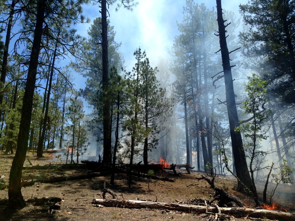 Managed Lightning Fire in Ponderosa Pine Forest, Gila NF, NM