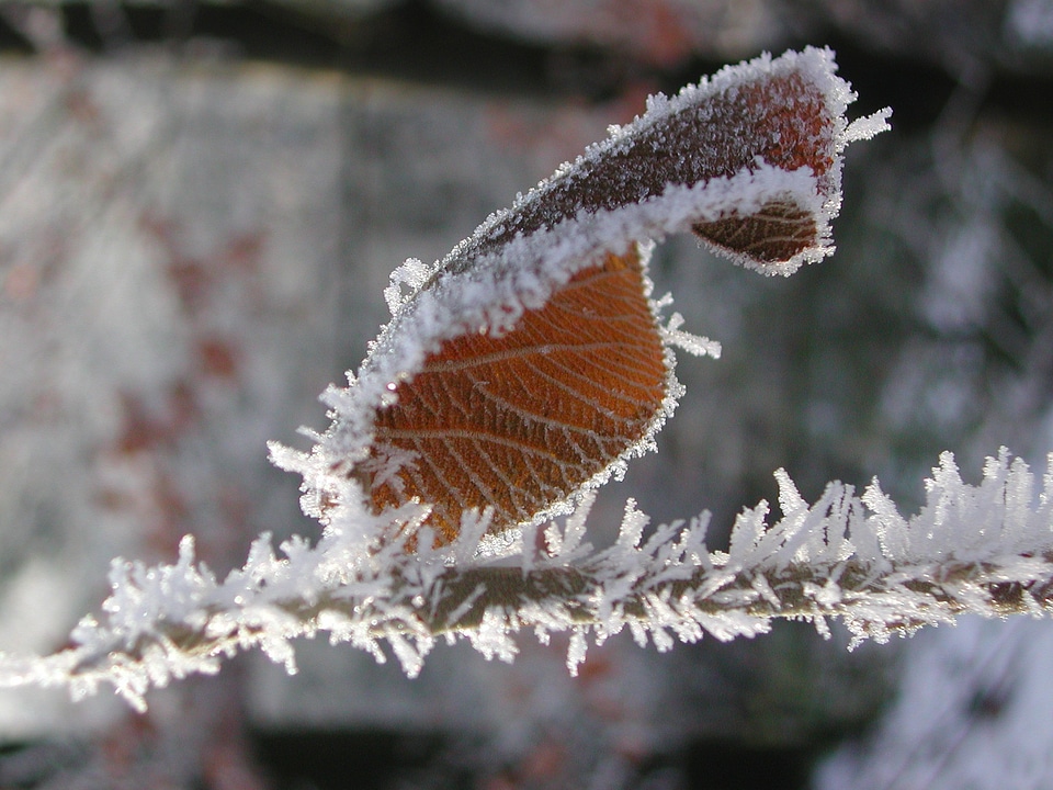 Winter crystals eiskristalle