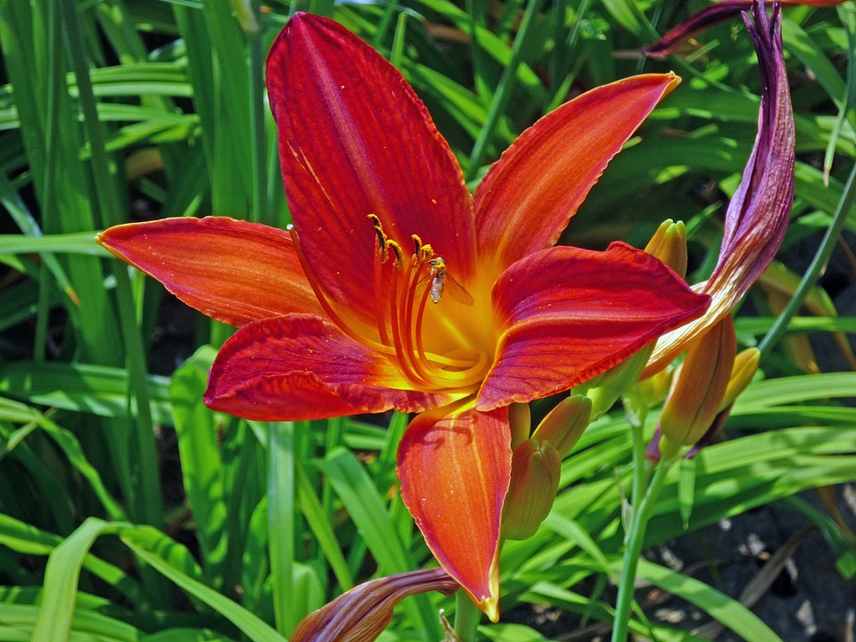 Blossom bloom flower
