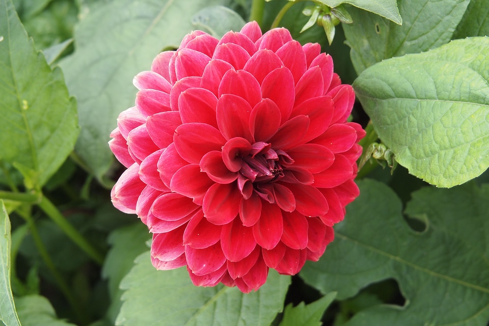 Summer bloom blooming