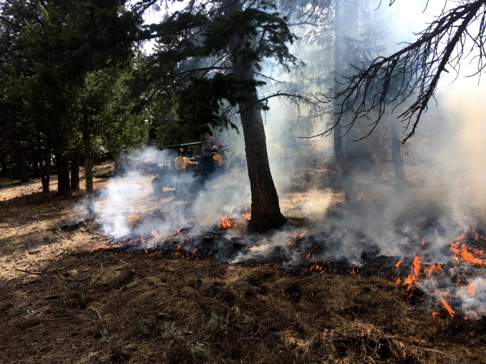 Prescribed Fire in Ponderosa Pine, Red Feather Lakes, CO