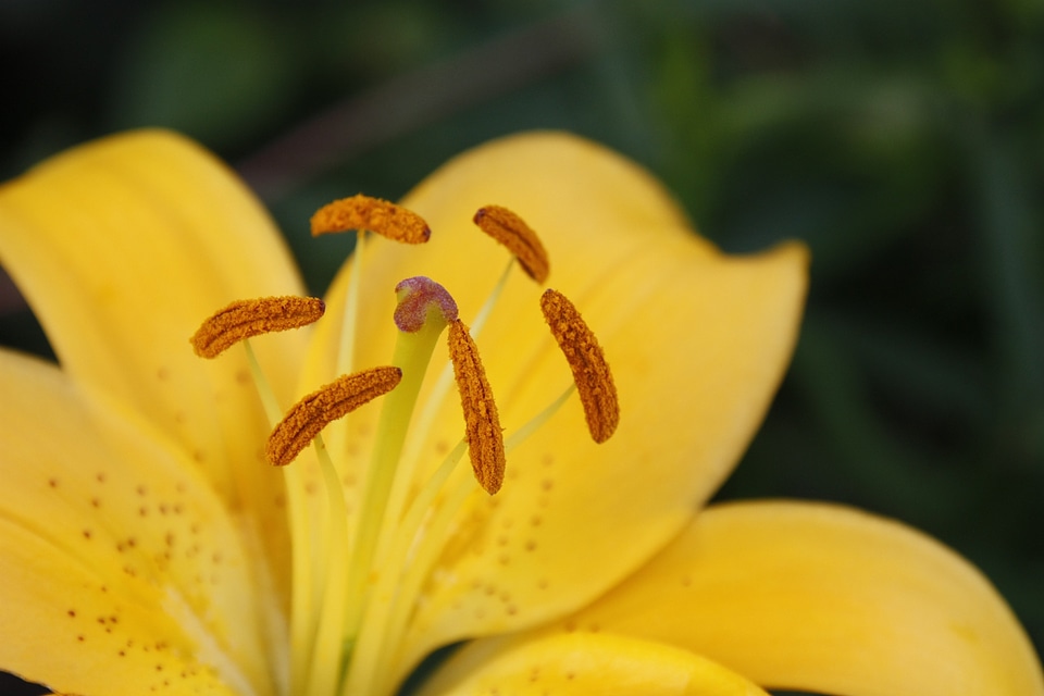 Nature blossom bloom