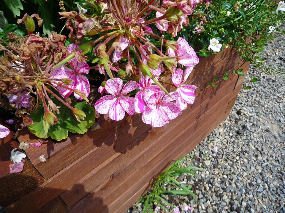 Plant blossom bloom
