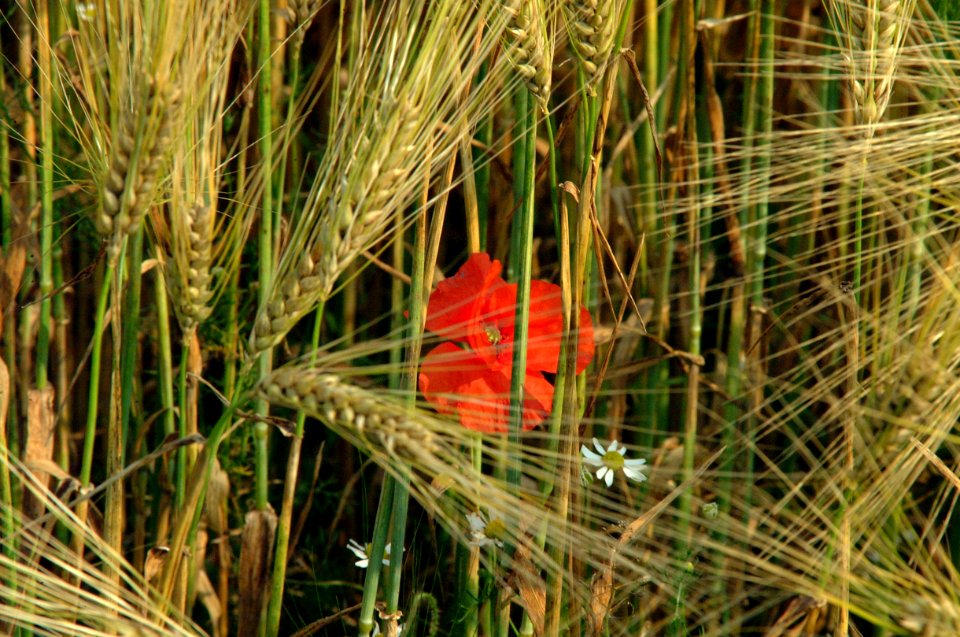In Flanders Fields, where poppies grow