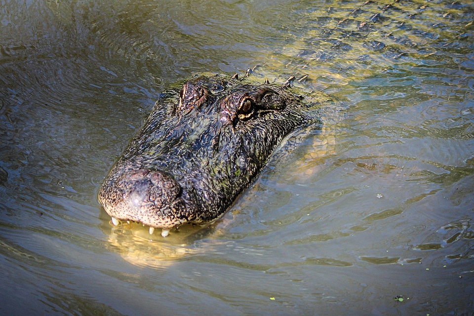 Amphibian louisiana bayou