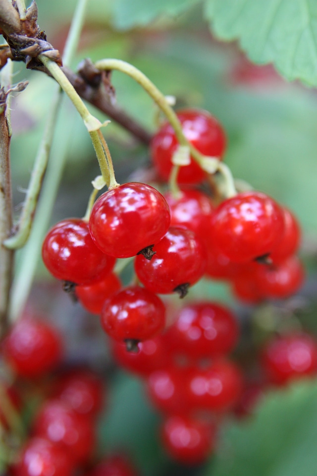 Fruit red berries