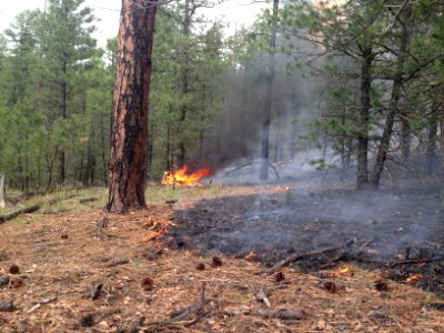 Managed Lightning Fire in Ponderosa Pine Forest, Gila NF, NM