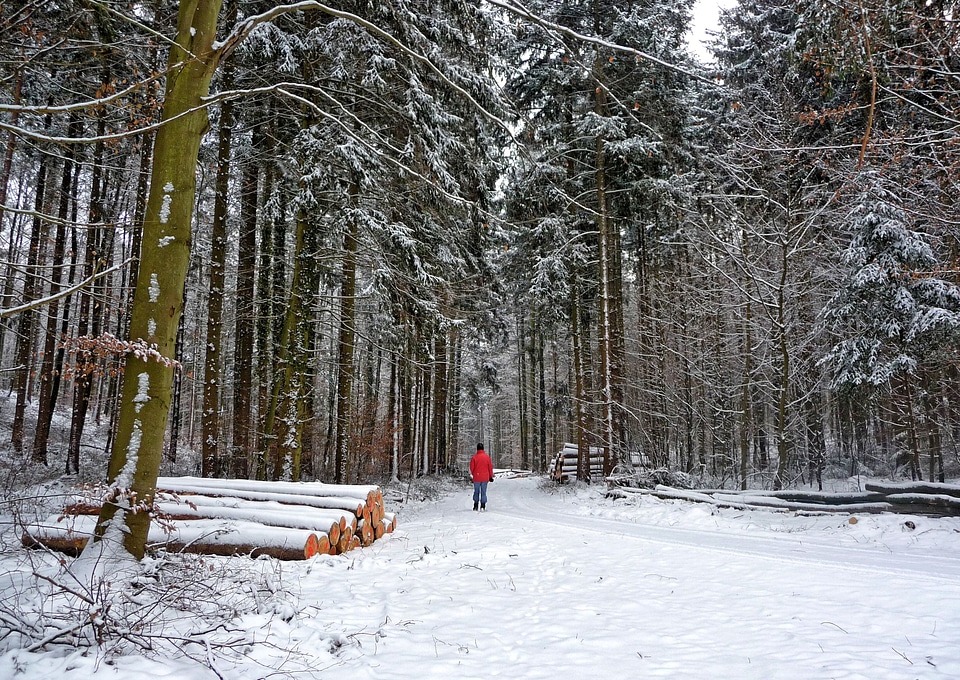 Walk trees winter way