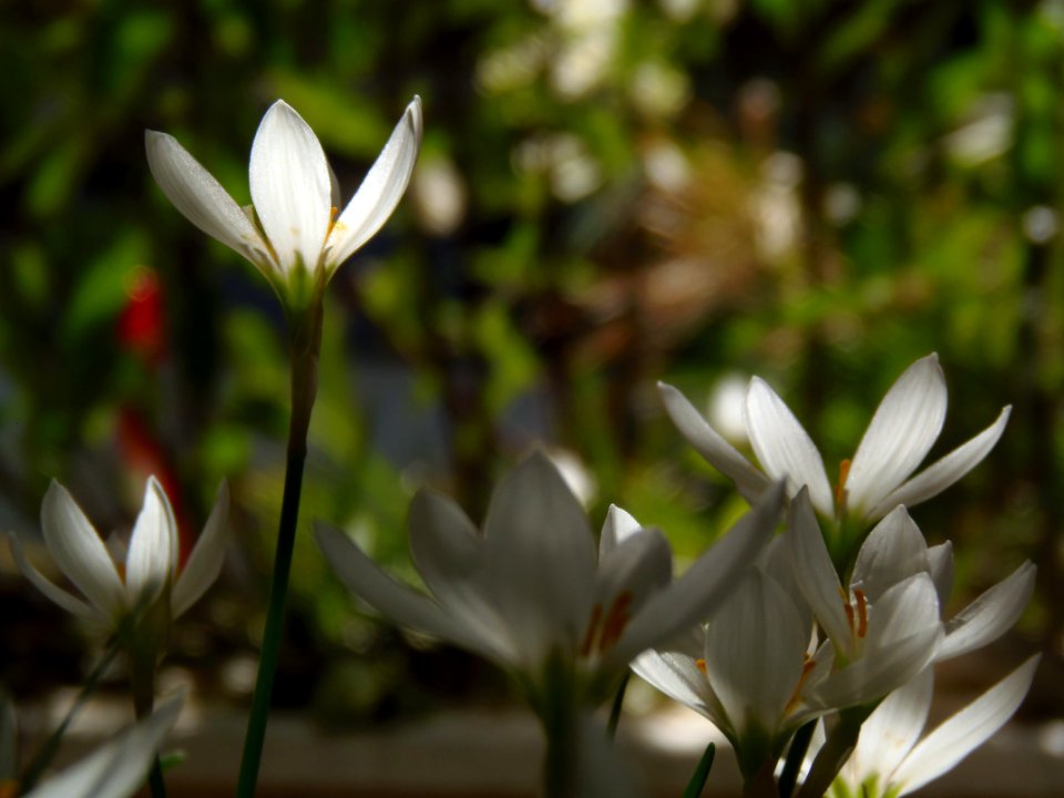 Crocus flowers
