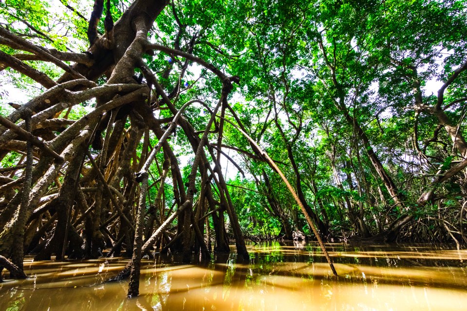 ChicoRasta Mangue Parnaiba PI