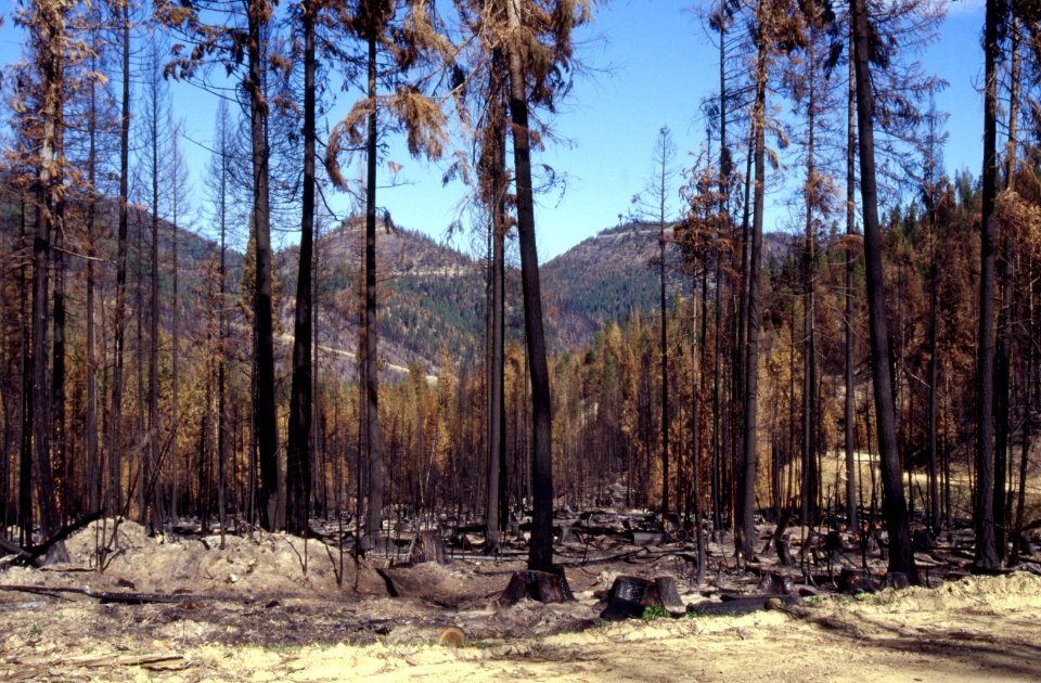 Natural Disasters21.tif
