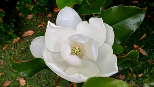 magnolia flower