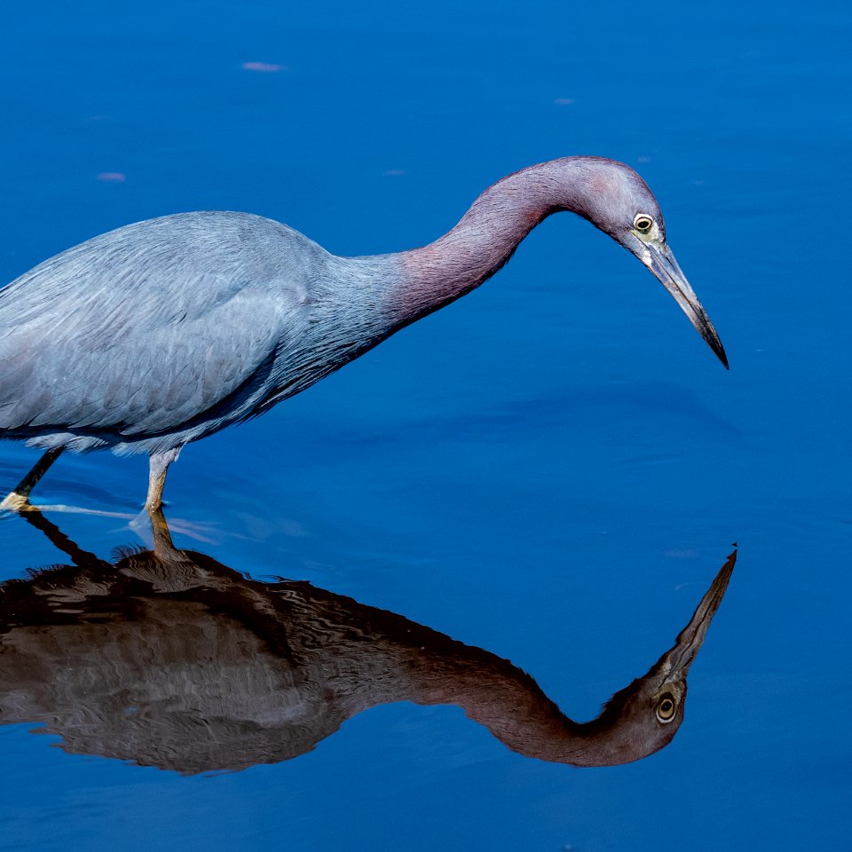 Little Blue Heron