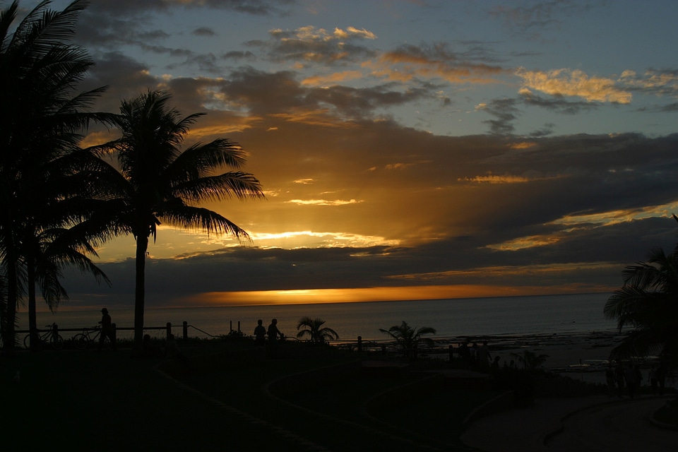 Australia beach palm trees