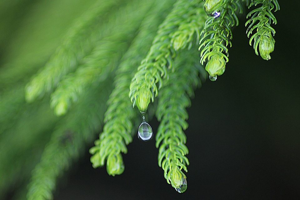 Drops plant leaves water plant
