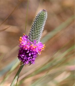 Plants OB 546