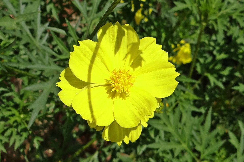 Golden blossoms blooming